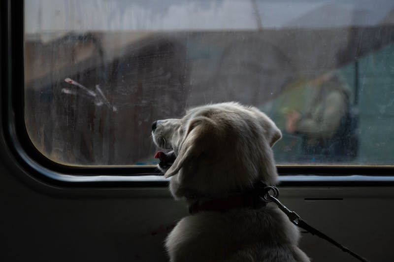 Pet travel and animal transport on Irish Ferries